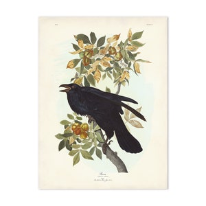 Raven Print from Audubon Birds of America, Vintage Bird Wall Art, Botanical Illustration, Halloween Bird, Corvid, Black Raven, Winter Decor