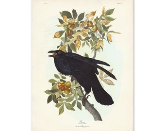 Raven Print from Audubon Birds of America, Vintage Bird Wall Art, Botanical Illustration, Halloween Bird, Corvid, Black Raven, Winter Decor