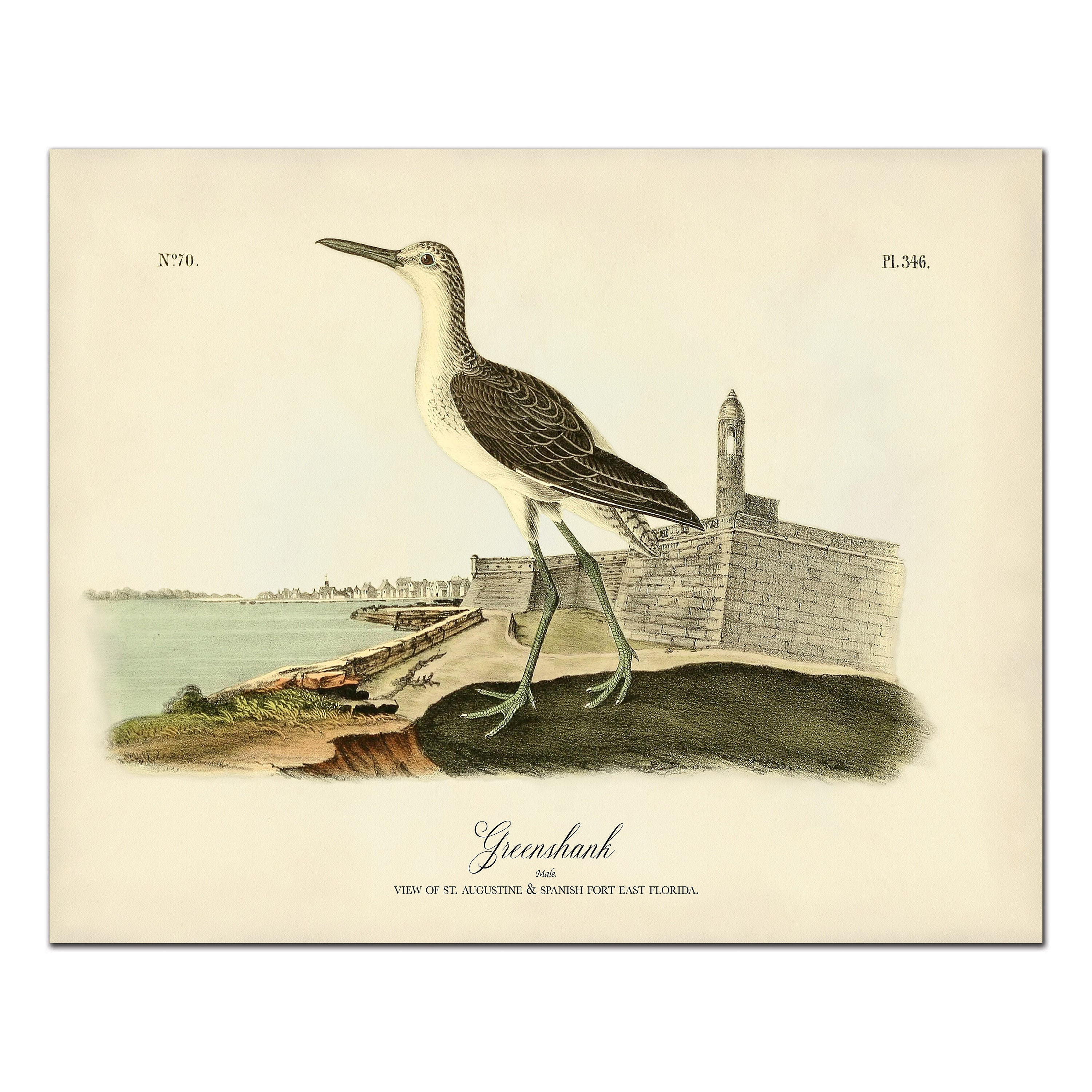 Greenshank Bird Print Audubon Birds of America Greenshank at