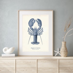 May include: A blue and white illustration of an American lobster, with the text "AMERICAN LOBSTER" and "Homarus americanus" below the image.