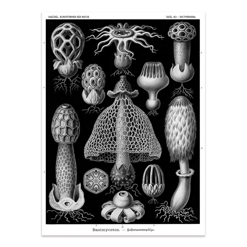 Mushroom Print, Mushroom Wall Art, Cottagecore Home Decor, Ernst Haeckel Botanical Illustration, Fungi Stinkhorn Mushrooms Botanical Art image 2