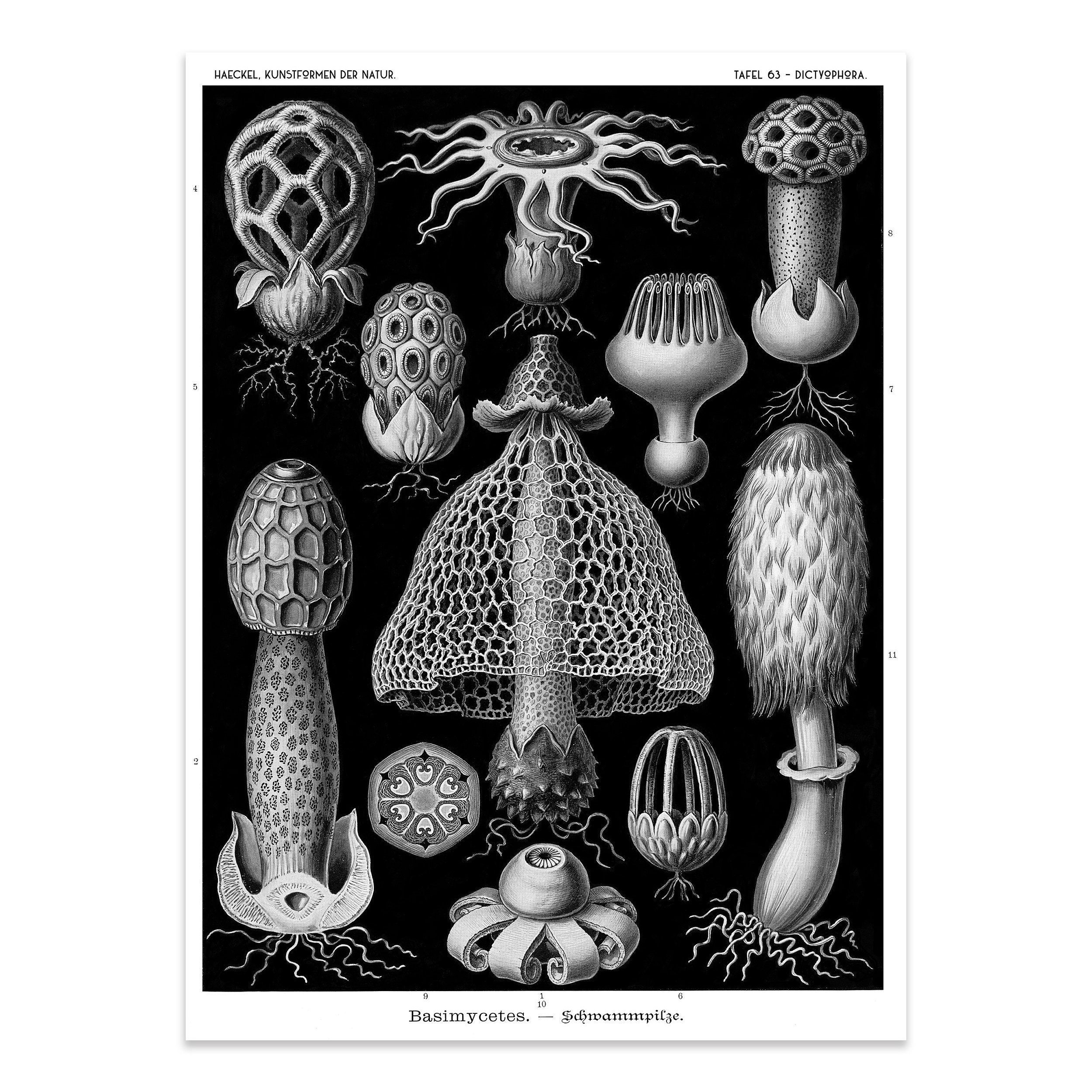 8x10 inches Mushroom printable art cottagecore wall decor