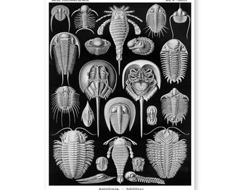 Ernst Haeckel Horseshoe Crab Print, Vintage Scientific Illustration
