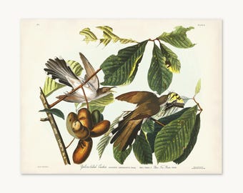 Yellow-Billed Cuckoo Audubon Print, Vintage Bird Art on Pawpaw Tree with Tiger Swallowtail Butterfly, Bird & Botanical Wall Art