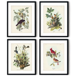 Bird Print Set of 4, Audubon Birds of America, Bird and Botanical Posters, Crow, Northern Mockingbird, Robin, Cardinal Prints, 300 gsm paper