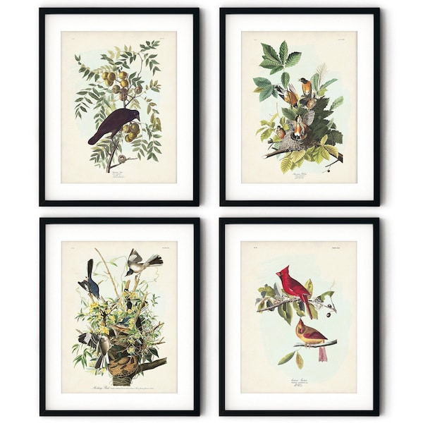Vintage Bird Prints Etsy