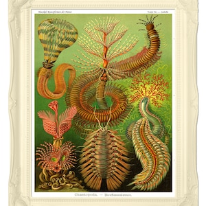 Ernst Haeckel Sea Worms Poster, Haeckel Wall Art, Marine Life Art, Bioephemera Art Print, Educational Art