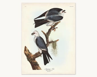 Audubon Birds (Giclée)
