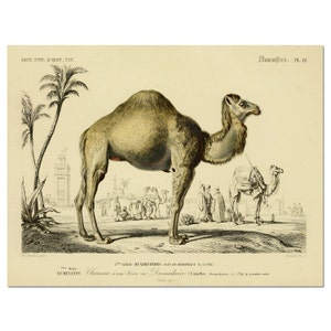 Camel Print, Poster, Camel Wall Art, Savanna Animal Wall Art, Animal Print, Natural History From Vintage Illustration, Egyptian Camel Art