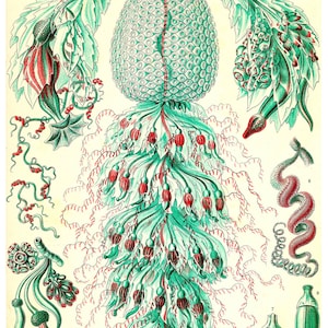 May include: A vintage illustration of a Strobalia, a type of siphonophore, a colonial marine organism. The illustration is in a detailed, scientific style with a green and red color scheme. The text "Tafel 59 - Strobalia" and "Siphonophorae - Staatsquallen" is included in the image.