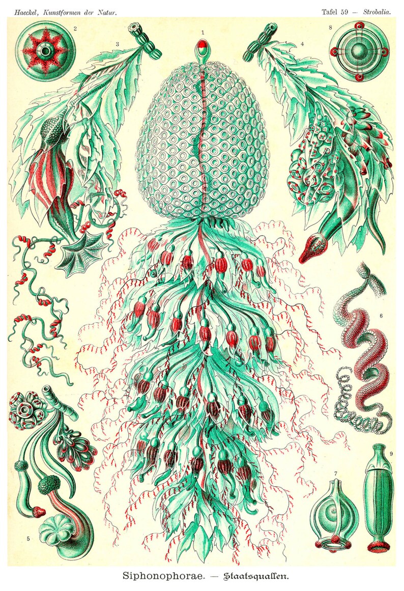 May include: A vintage illustration of a Strobalia, a type of siphonophore, a colonial marine organism. The illustration is in a detailed, scientific style with a green and red color scheme. The text "Tafel 59 - Strobalia" and "Siphonophorae - Staatsquallen" is included in the image.
