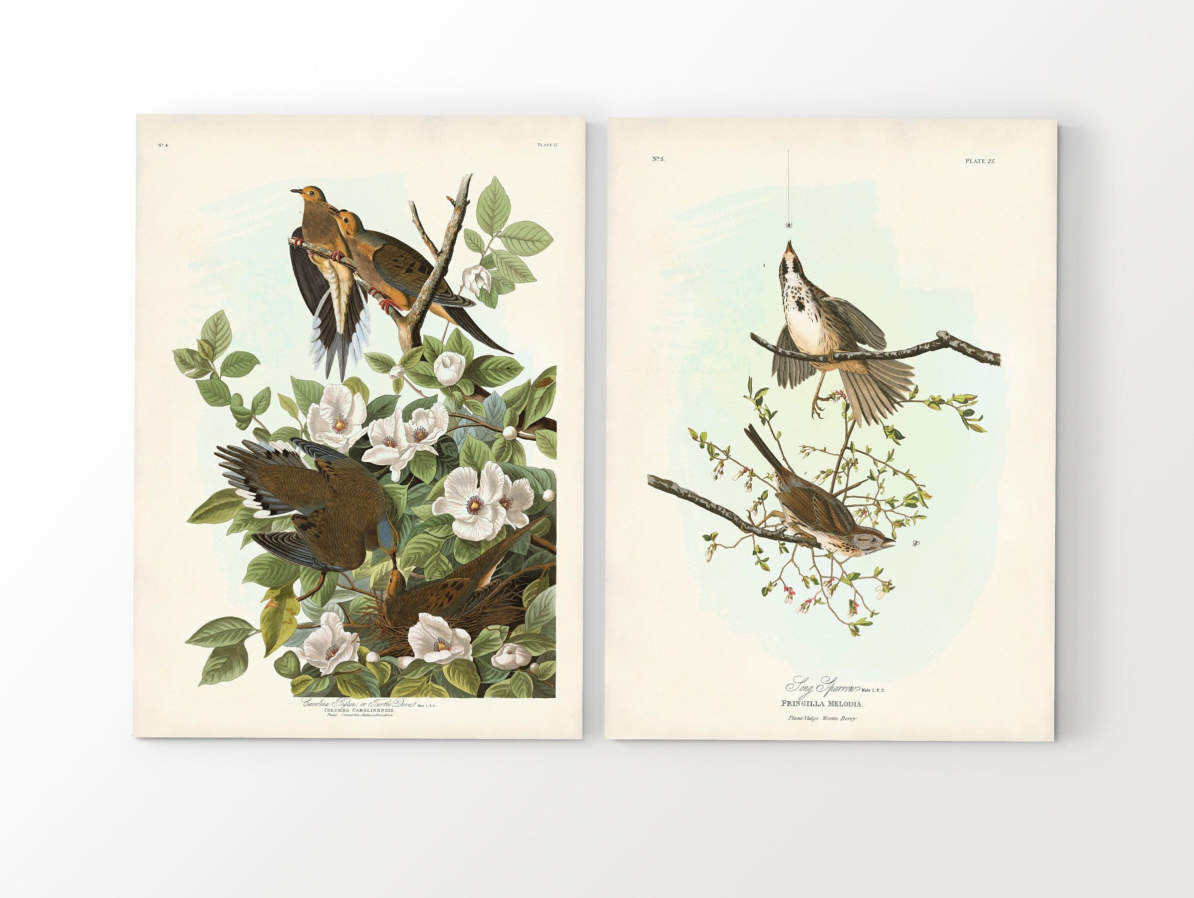 Audubon Backyard Birds Art Print Set: Vintage Bird and Botanical Wall ...