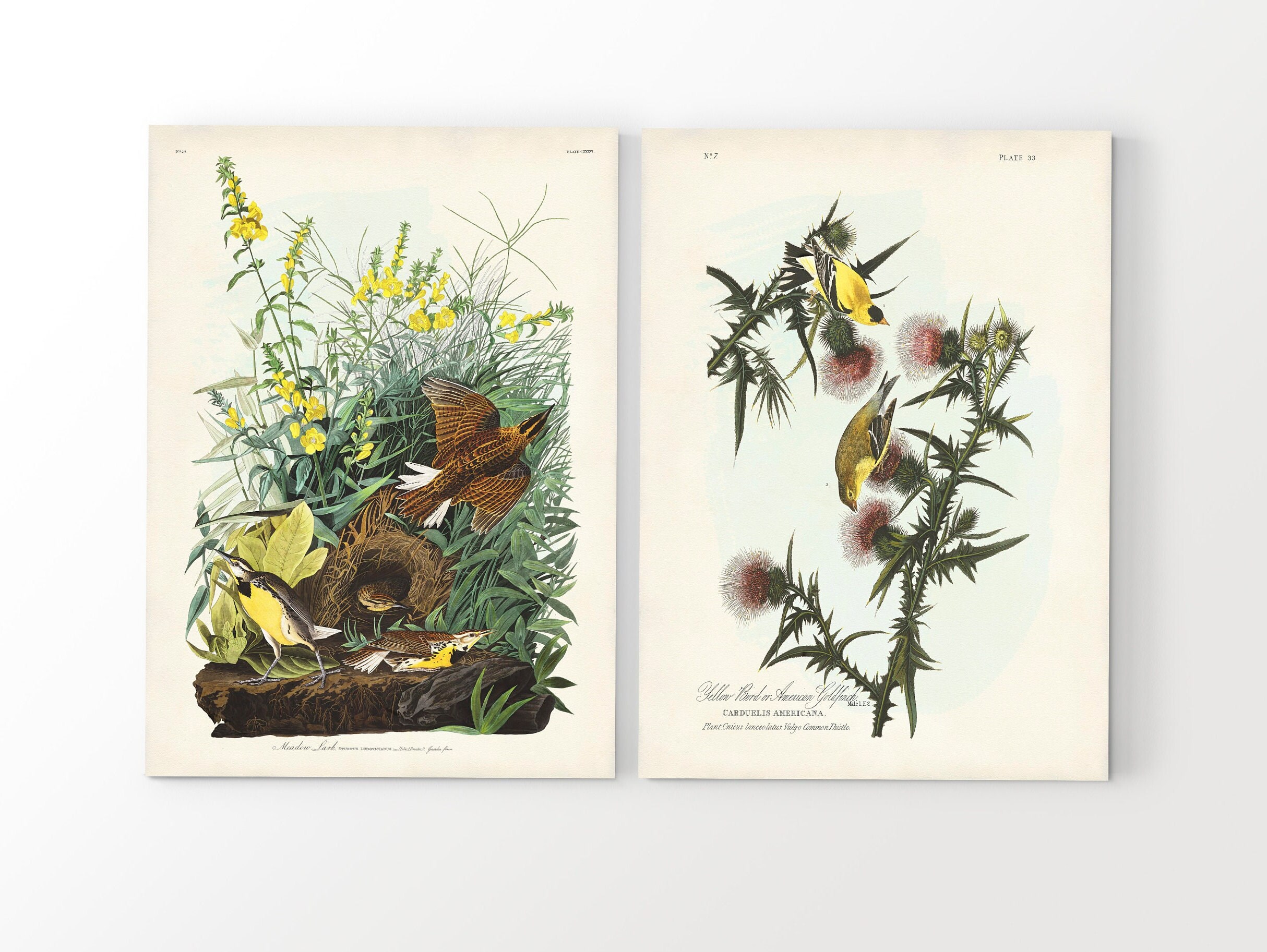Audubon Backyard Birds Art Print Set: Vintage Bird and Botanical Wall ...