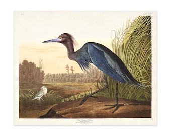 Blue Heron Print: Audubon Birds of America Coastal Wall Art