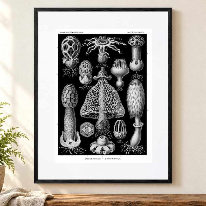 May include: A black and white botanical print in a black frame featuring various mushroom species. The text at the top reads HAECKEL KUNSTFORMEN DER NATUR TAFEL 63 DICTYOPHORA and the bottom text reads Basimyceten Schwammpilze.