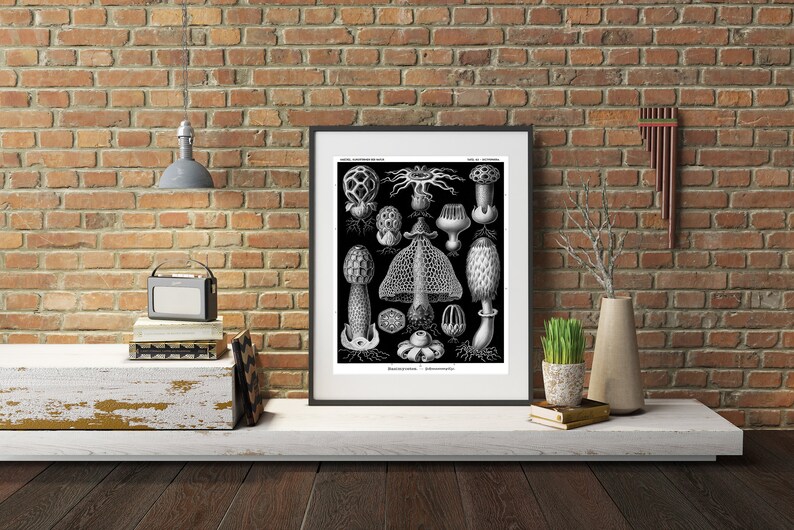 May include: A black and white framed print featuring a detailed botanical illustration of various mushroom species arranged in a grid. The artwork displays diverse fungal shapes, textures, and structures against a solid black background.