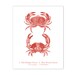 Vintage Sea Life Art Prints, Nautical Print Set of 9, Coral Beach Home ...