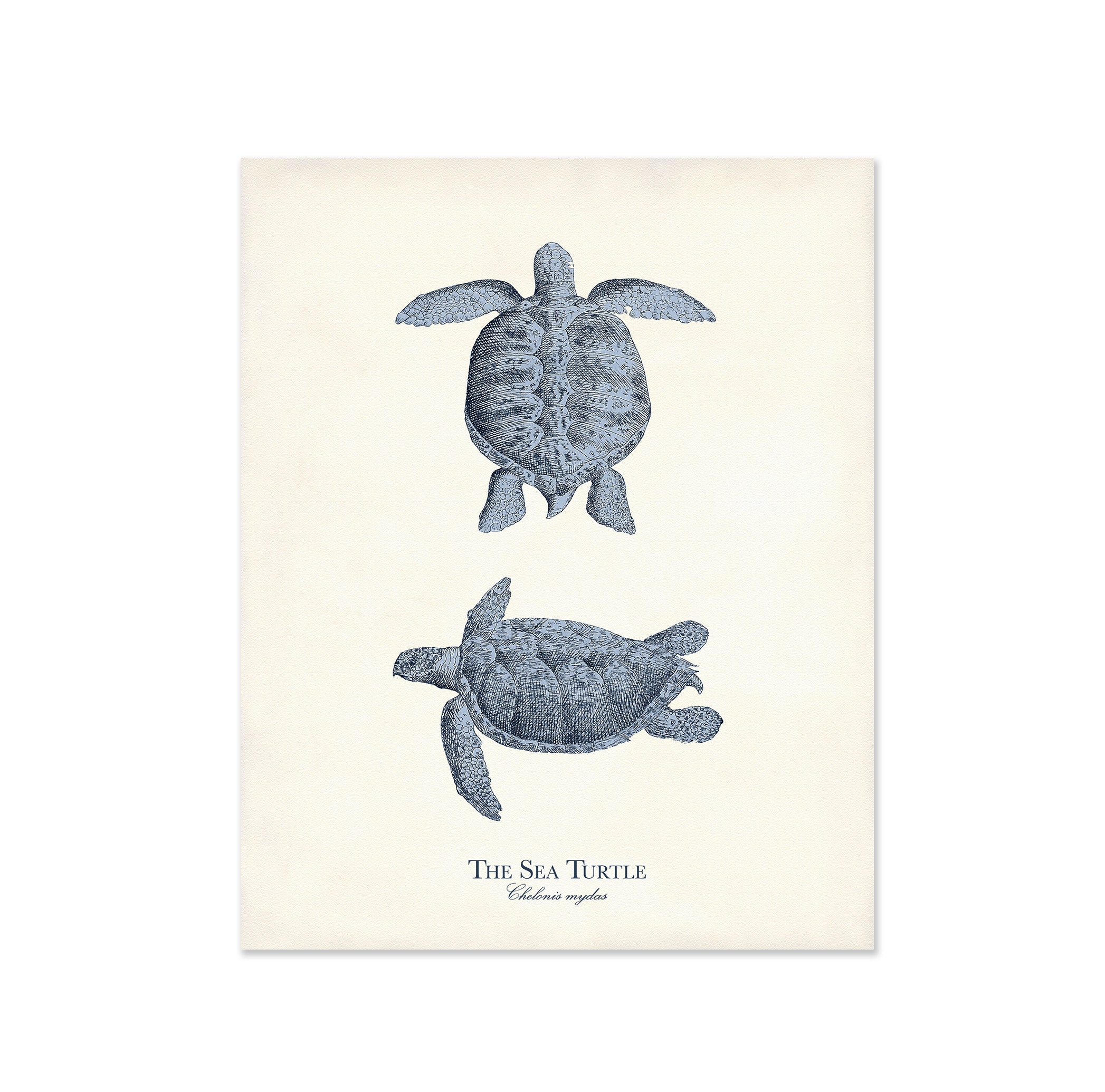 Vintage Sea Life Illustrations Nautical Print Set of 9 Navy - Etsy UK