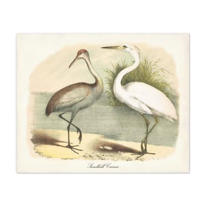 Sandhill Crane Art Print, Vintage Shorebird Illustration