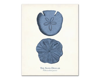 Sand Dollar Print, Beach Home Decor, Custom Colors, Coastal Decor, Sea Urchins Nursery Wall Art, Navy Sea Life Art, Shore House Decor