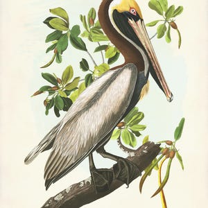 Brown Pelican Art Print, Audubon Birds of America, Coastal Bird Print, Beach House Wall Art image 8