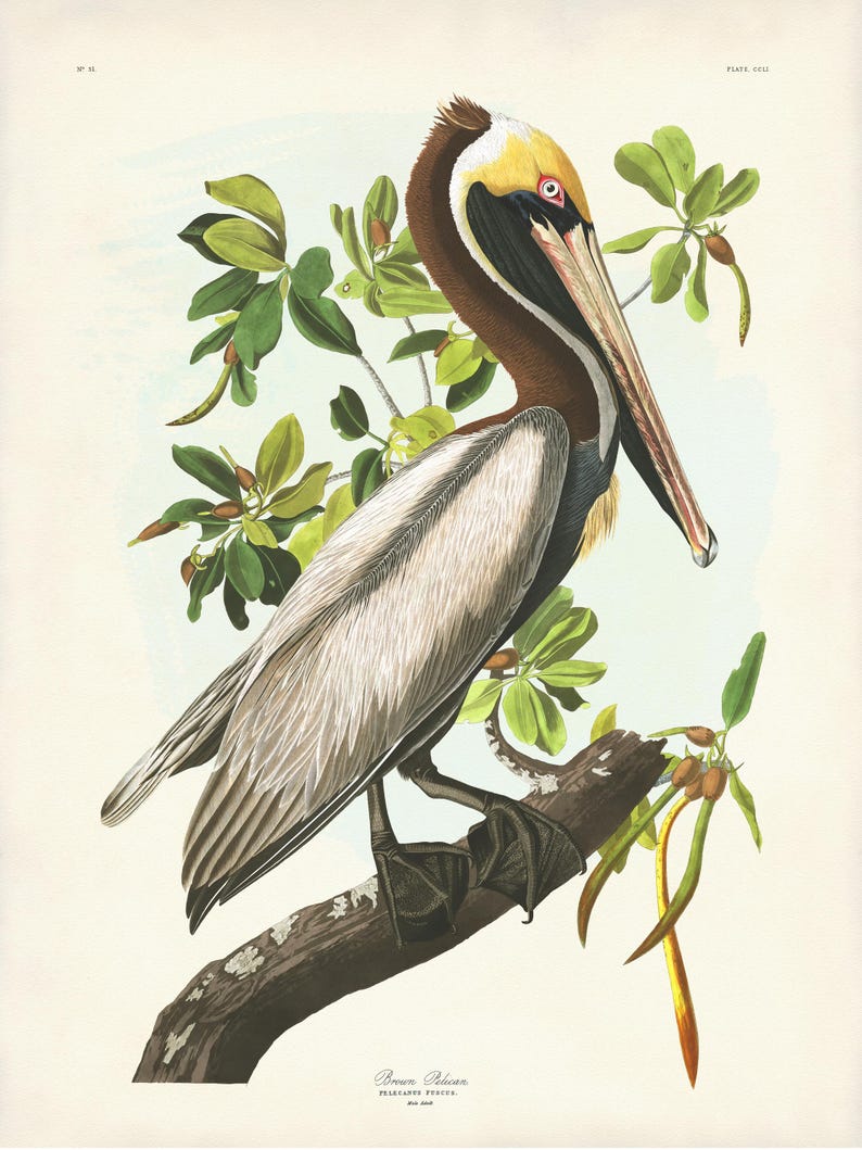 Brown Pelican Art Print, Audubon Birds of America, Coastal Bird Print, Beach House Wall Art image 8