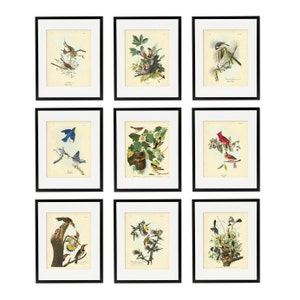 Audubon State Birds Art Print Set of 9, Vintage Bird and Botanical Art,  Natural History Posters