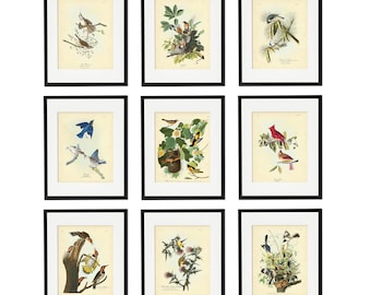 Audubon State Birds Art Print Set, Vintage Natural History Posters