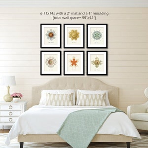 Ernst Haeckel Jellyfish & Starfish Art Prints, Coastal Decor Set