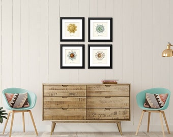 Jellyfish Print Set of 4, Ernst Haeckel Nautical Art