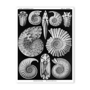 Nautilus Print, Seashell Poster, Ernst Haeckel Ammonites Fossils Illustration, Shells Educational Chart, Classroom Art