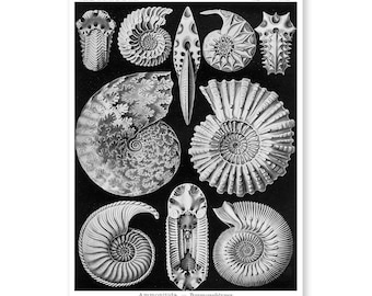 May include: Black and white illustration of various ammonite fossils. The image is titled "Ammonitida - Ammoniten" and "Tafel 44 - Ammonites".