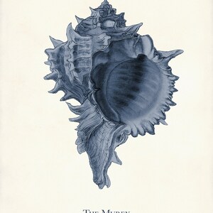 Navy Blue Sea Life Art Print Set: Coastal Home Decor, Nautical Gift image 7