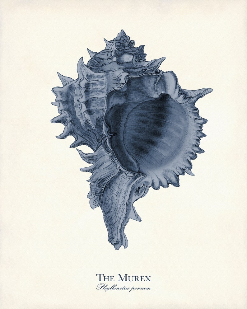 Navy Blue Sea Life Art Print Set: Coastal Home Decor, Nautical Gift image 7