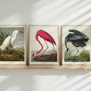 Flamingo, Great Blue Heron & Snowy White Egret Art Prints, Audubon Birds of America, Beach Art, Coastal Wall Decor, Gift for Birder