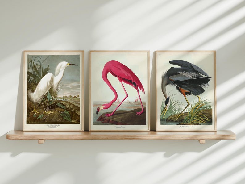 Audubon Bird Prints Set: Flamingo, Heron, Egret - Coastal Wall Art - Etsy