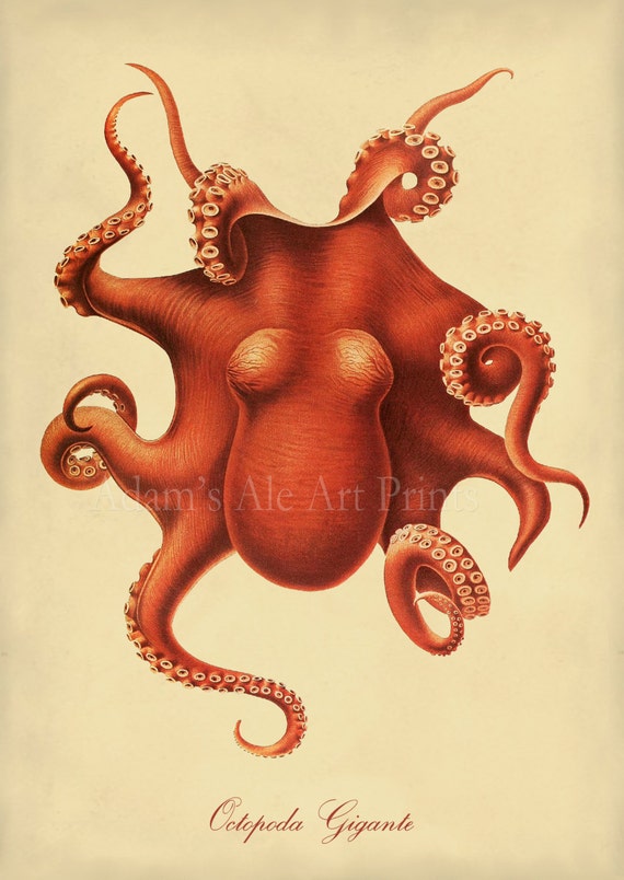 Giant C Octopus Art Print Wall Poster Image 0
