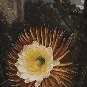 The Night-Blooming Cereus Print, Botanical Art, Botanical Poster, Vintage Cactus Flower, Floral Wall Art, Garden Art Illustration