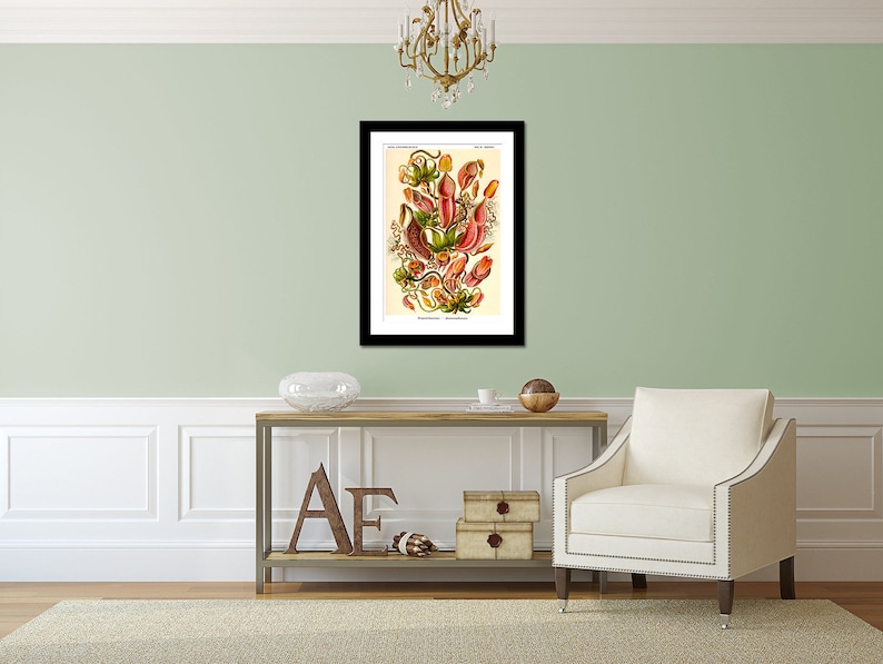 Botanical Print, Botanical Illustration, Venus Flytrap, Ernst Haeckel Nepenthes Poster, Pitcher Plant, Carnivorous Plant, Classroom Art image 3