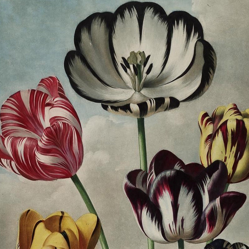 May include: A botanical illustration of several tulips in full bloom. The flowers display a variety of colors and patterns, including red and white stripes, yellow and maroon streaks, and a black and white design. Green stems and a cloudy sky background.