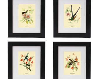 Hummingbirds Print Set, Bird Print Set of 4, Botanical & Bird Art, Botanical Prints, Wall Art, Bird Prints, Botanical Wall Art