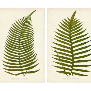 Fern Print Set, Fern Posters, Botanical Print, Fern Prints, Woodland Wall Art, Nature Art, Botanical Art, Ferns, Art Print, Ferns Print Set