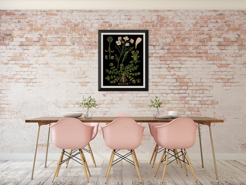 Vintage Educational Chart, Gift for Gardener, Botanical Illustration, Floral Wall Art, Bright Flowers on Black Cuckoo Flower Print image 3