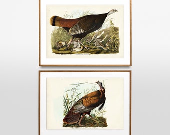 Vintage Wild Turkey Art Print Set, Audubon Bird Illustration