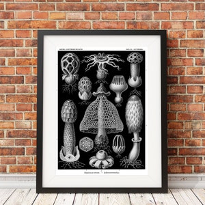 May include: A framed black and white scientific illustration print featuring various mushroom species with intricate textures and net-like patterns. The text at the top reads Kunstformen der Natur and the bottom reads Basimycetes. - Schwammpilze.