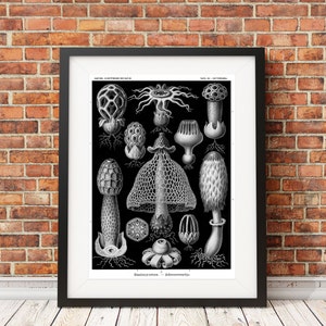 Mushroom Print, Mushroom Wall Art, Cottagecore Home Decor, Ernst Haeckel Botanical Illustration, Fungi Stinkhorn Mushrooms Botanical Art image 4