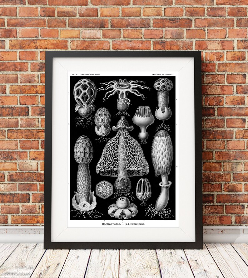 May include: A framed black and white scientific illustration print featuring various mushroom species with intricate textures and net-like patterns. The text at the top reads Kunstformen der Natur and the bottom reads Basimycetes. - Schwammpilze.