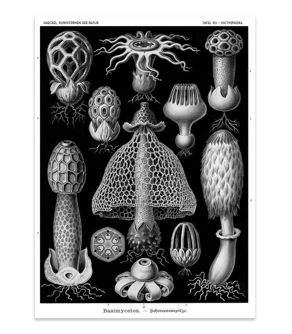 Ernst Haeckel Stinkhorn Mushroom Print: Cottagecore Botanical Art