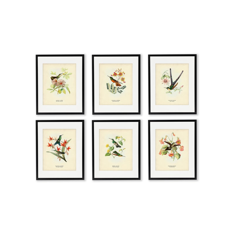 Bird Print Set of 6 Bird and Flower Prints Vintage Etsy