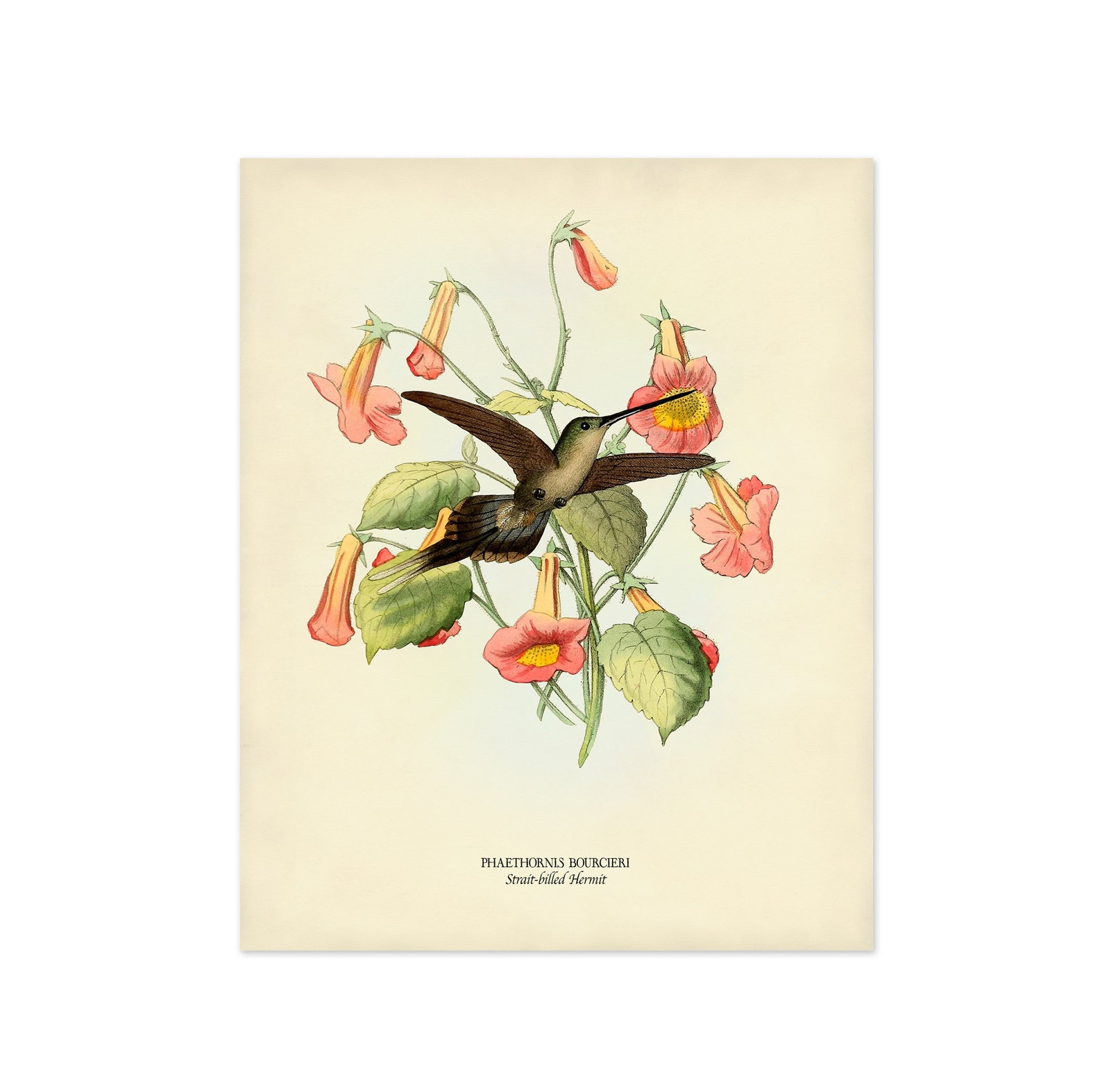 Bird Print Set of 6 Bird and Flower Prints Vintage Etsy Hong Kong